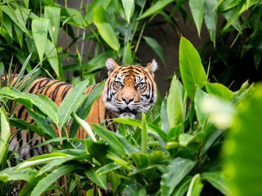 que faire à Sydney Billet pour le zoo de Taronga avec ferry aller-retour